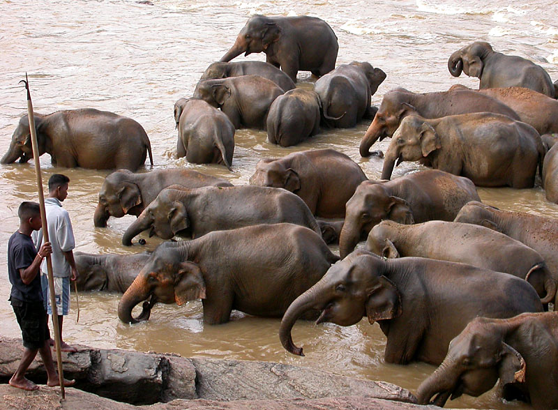 Koupn slon ve slonm tulku, Sr Lanka<br>Nikon CP 4500, as 1/258, clona 4.7, ISO 100