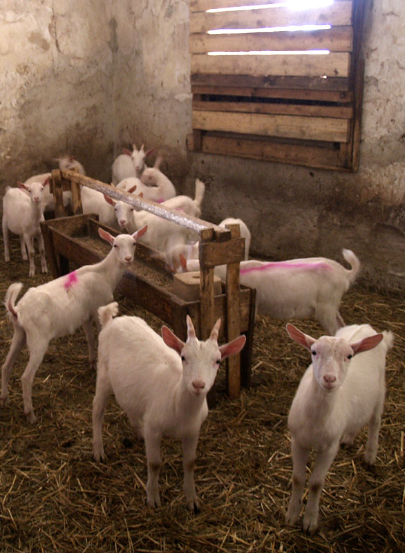 01-05 Koz farma St. Pierre a okol<br>Nov generace v koz farm St. Peirre<br>E500 + ZD 1445