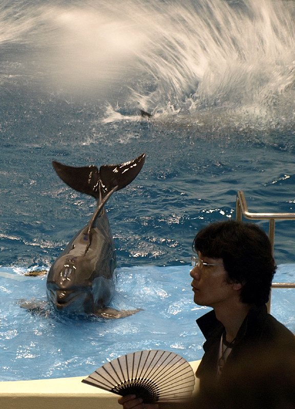 Show delfínů v akváriu