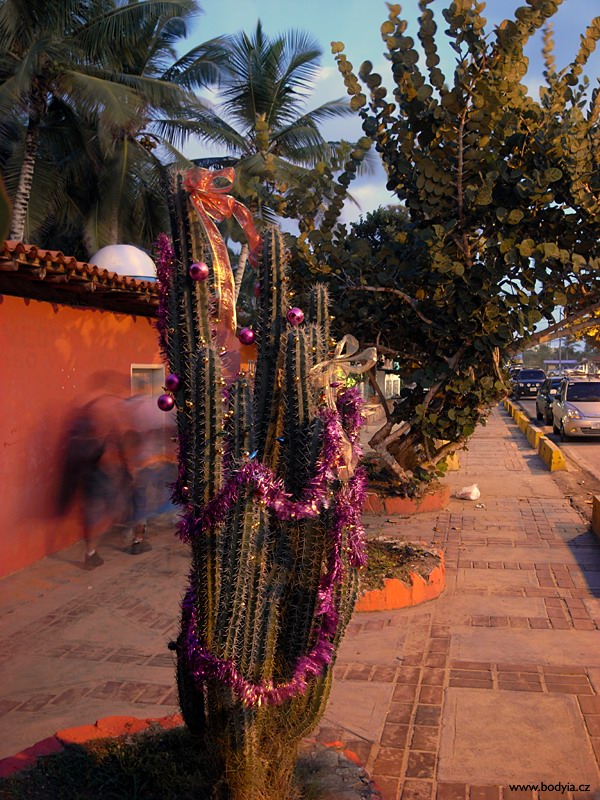 A kaktusy slavnostn ozdoben;)
Ricoh Caplio GX100