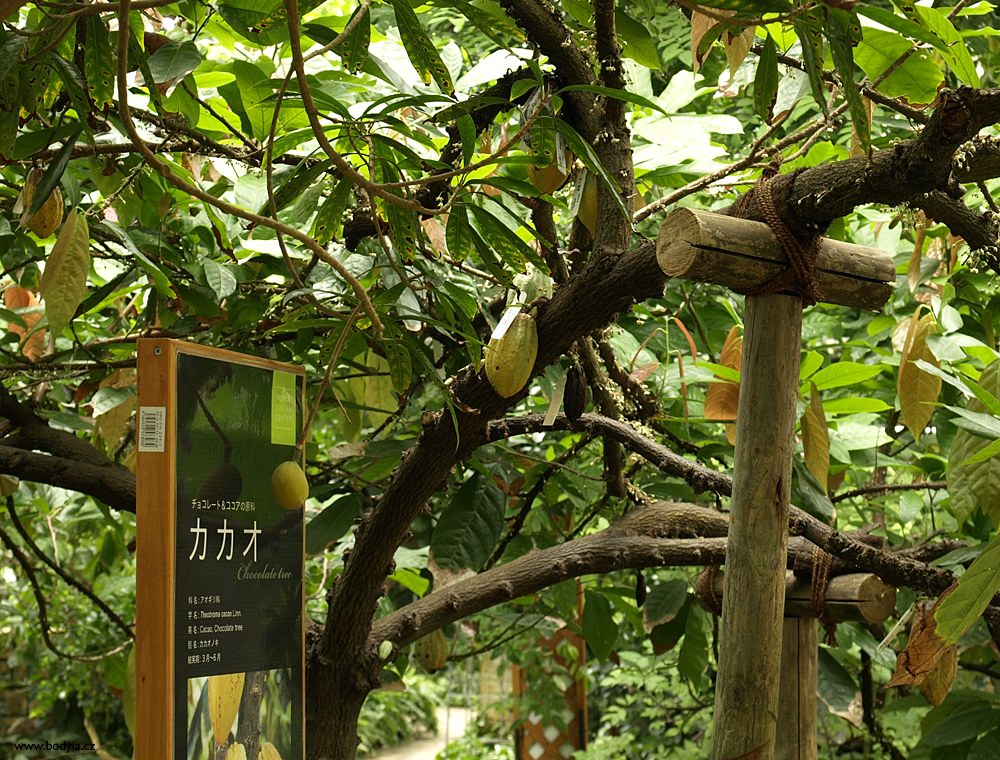 Tropical Dream Center a Cacao tree