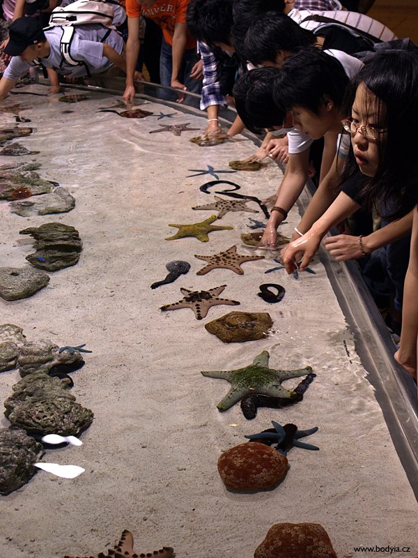 Okinawa Chiraumi Aquarium - na co se neshne, to nepozn;)