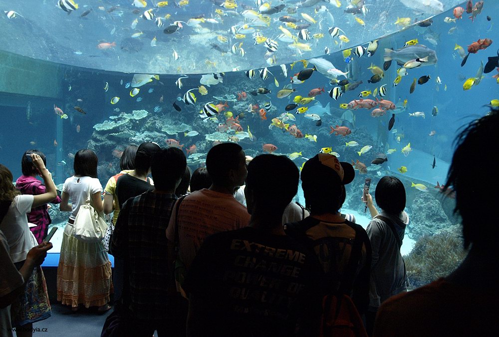 Okinawa Chiraumi Aquarium - Korlov tes