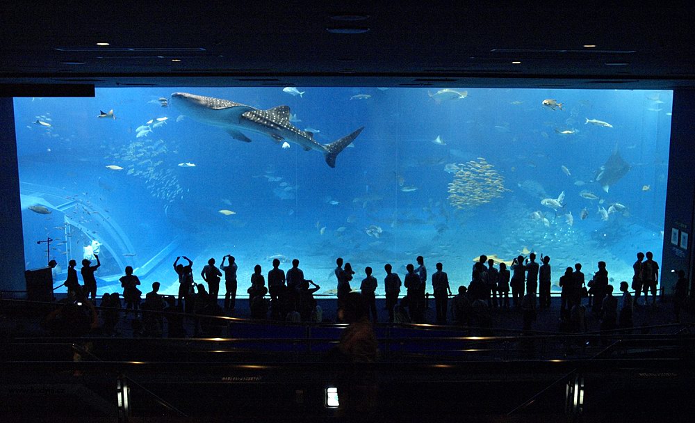 Okinawa Chiraumi Aquarium - nejvt 'obrazovka' akvria na svt, samotn okinawsk akvrium je druh nejvt. 