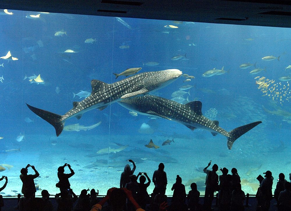 Okinawa Chiraumi Aquarium - monsters...