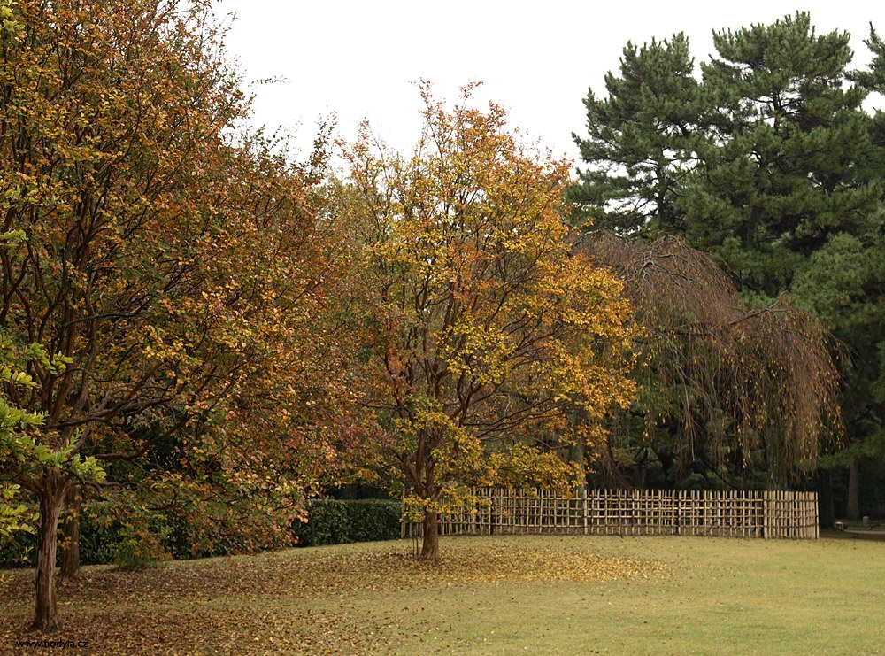 Podzim v zahradě Císařského paláce