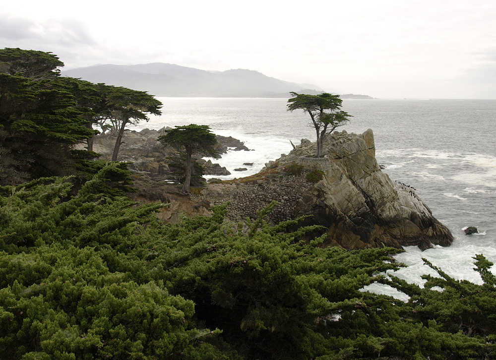 Lone Cypress