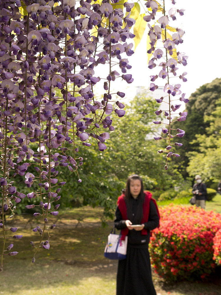 Shinjuku Gyoen Park