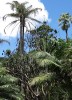 Flying Foxes